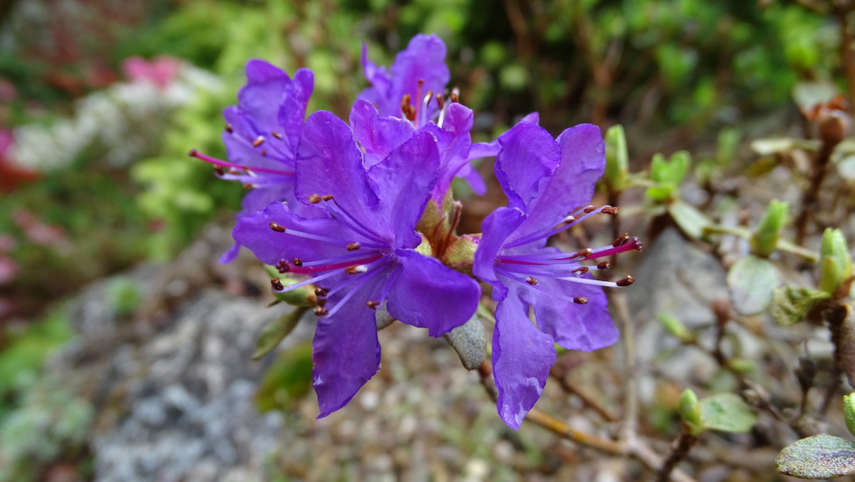 R. amundsenianum